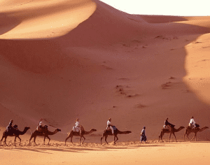 一群骆驼沿着锡瓦绿洲跋涉