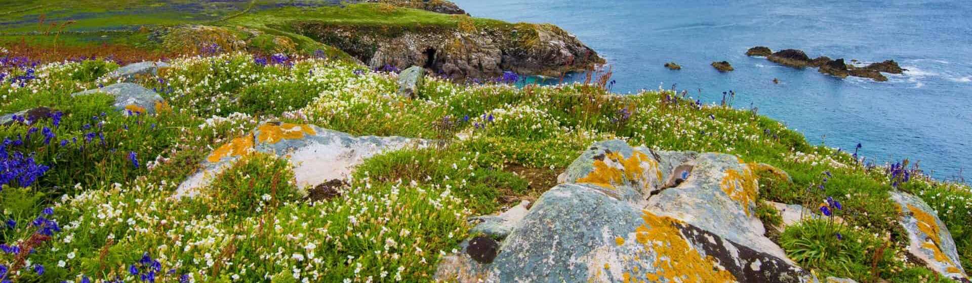 lush greenery on Saltee Island Ireland scaled 1